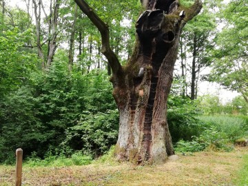 koszenie_laki_w_byszewach_2019  1, 